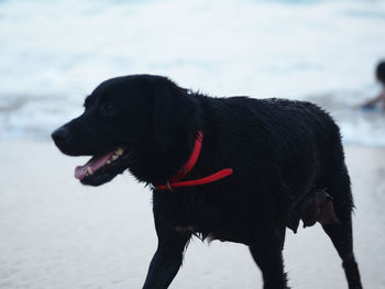 Close-up of black dog against sky