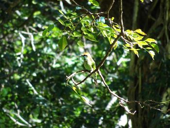 Bird perching on a tree