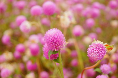 Close-up of pink flowering plants on field