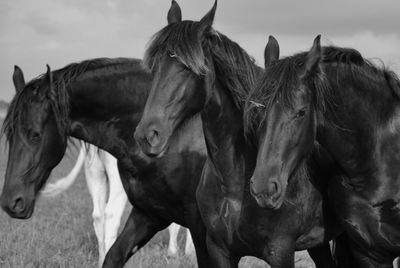 Horses in a field