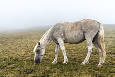 Gray white horse in black speck grazing in the mountains in the fog domestic animals