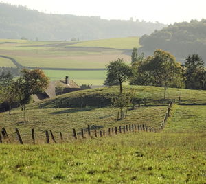 Scenic view of agricultural field