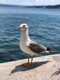 Seagull perching on retaining wall