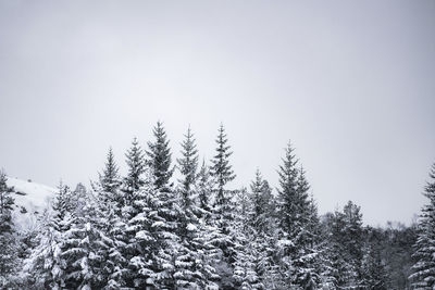 Low angle view of pine trees against sky during winter