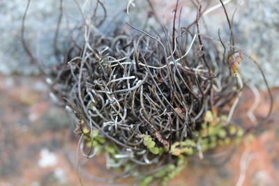 Close-up of plant against blurred background