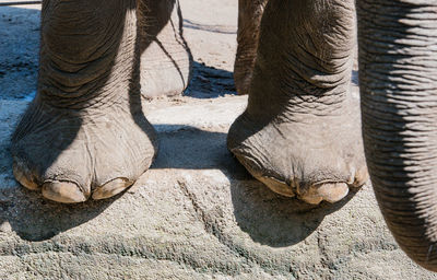 Asian elephant in closeup