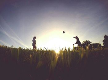 Trees on field at sunset