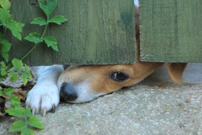 Close-up of a dog resting