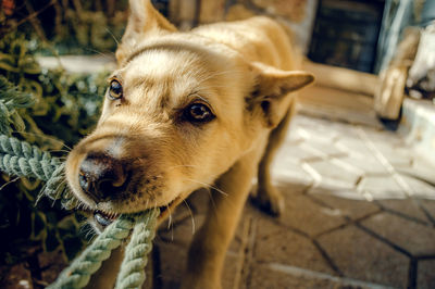 Close-up portrait of dog