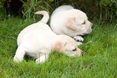 White dog relaxing on field