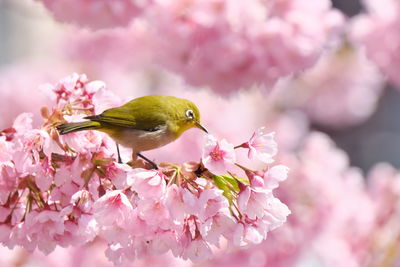 Bird perching on cherry blossom