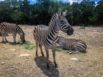 Zebras in a field