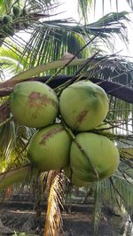 Close-up of fruits growing on tree