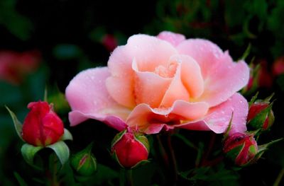 Close-up of pink flowers