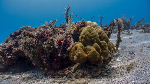 Red lionfish at isla verde