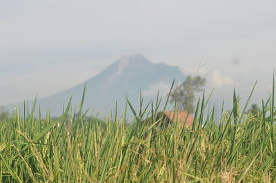 Scenic view of grassy field against sky