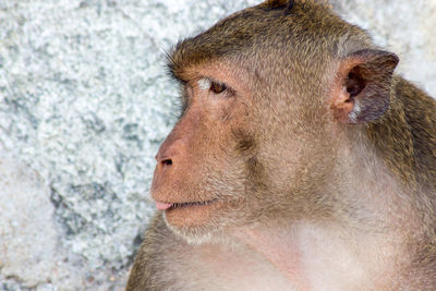 Close-up of monkey against wall