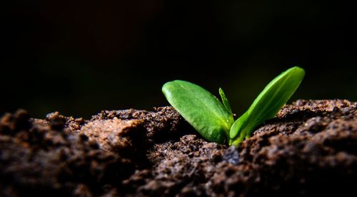Close-up of fresh green plant