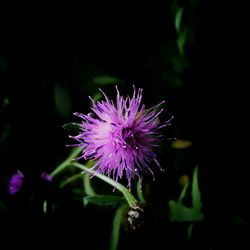 Close-up of pink flower