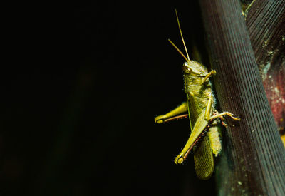 Close-up of insect on leaf