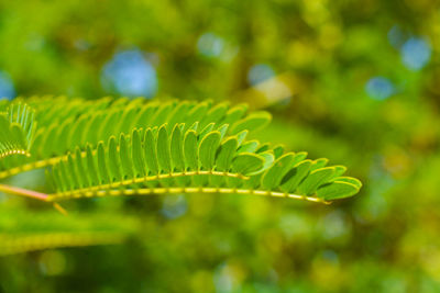 Close-up of fern leaves