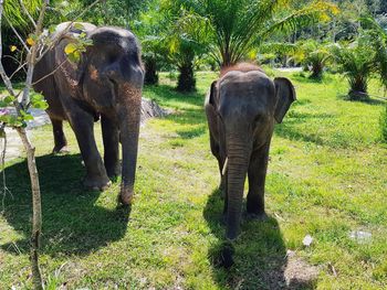 View of elephant on field