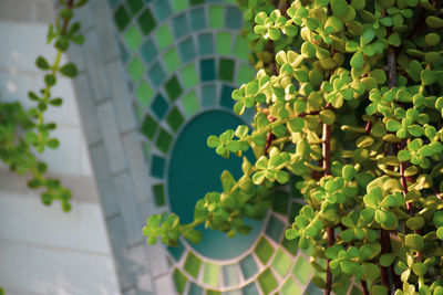 Close-up of potted plant