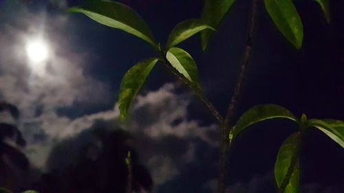 Low angle view of insect on plant