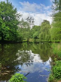 Reflection of trees in lake