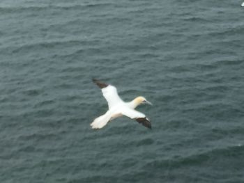 Seagull flying over sea