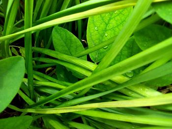 Close-up of wet grass