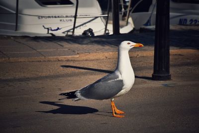 Close-up of seagull on the road
