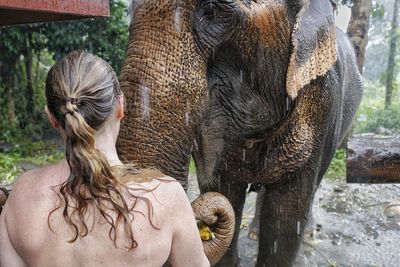 Rear view of shirtless woman with elephant standing in forest during rainfall