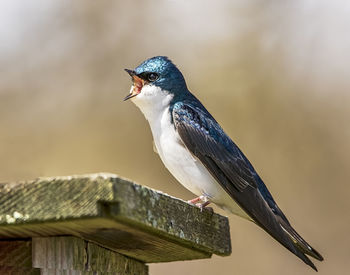 Close-up of bird perching on wooden railing