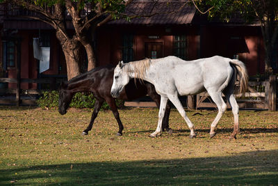 Horses in a field