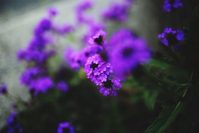 Close-up of purple flowering plant in park