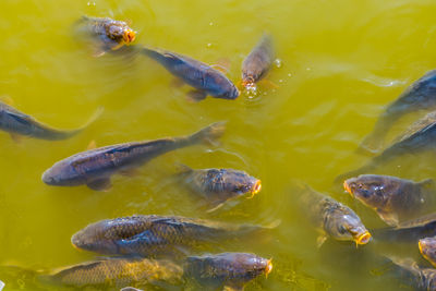 High angle view of fish swimming in lake