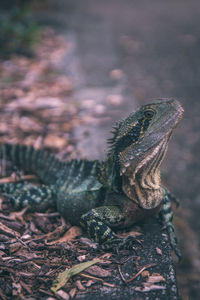 Close-up of lizard on rock