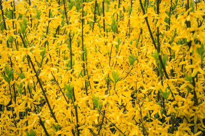 Full frame shot of yellow flowering plants on field