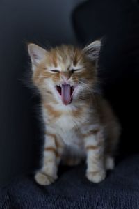 Close-up of cat yawning