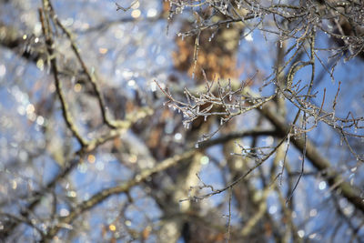 Close-up of frozen plant during winter