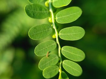 Close-up of fresh green plant