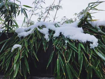 Close-up of snow covered plants on land