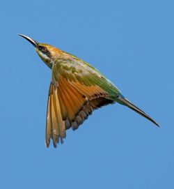 Low angle view of bird flying against clear sky