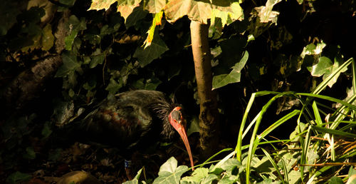 Close-up of bird in forest