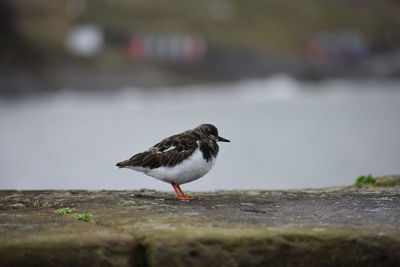 Bird perching on a wall