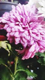 Close-up of pink rose flower