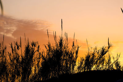 Silhouette plants growing on field against sky during sunset