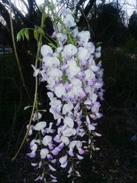 Close-up of purple flowering plants on field