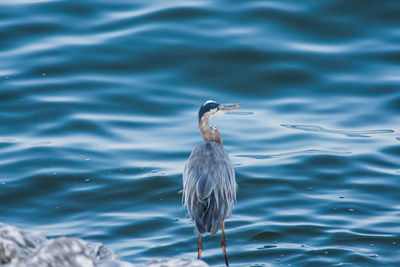 Gray heron in sea